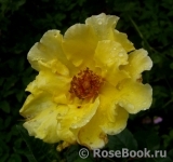 Tibet Rose