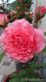 Rose Corona