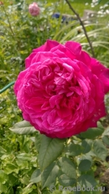 Johann Wolfgang von Goethe Rose®