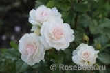 Great North Eastern Rose 