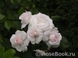 Aspirin Rose