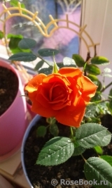 Orange Babyflor 