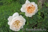 Crocus Rose® 