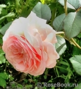 A Shropshire Lad