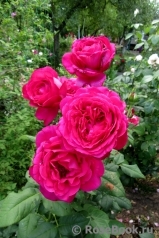 Johann Wolfgang von Goethe Rose®