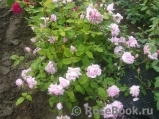 Cottage Rose 