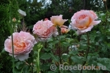 Abraham Darby