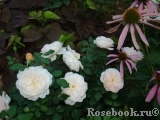 Crocus Rose® 