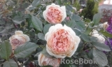 Crown Princess Margareta®