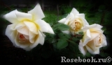 Crocus Rose® 