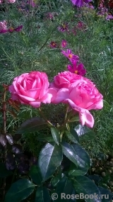 La Rose de Molinard ®