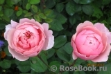 The Alnwick Rose