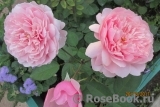 The Alnwick Rose