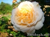 Crocus Rose® 