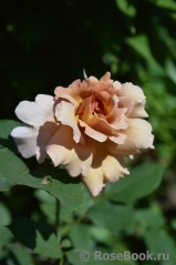 Julia's Rose