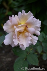 Julia's Rose