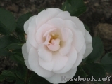 Aspirin Rose