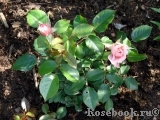 Rossetti Rose