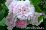 Cottage Rose 