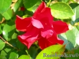 Black Forest Rose ®