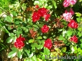 Black Forest Rose ®