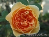 Crown Princess Margareta®