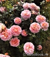 Abraham Darby