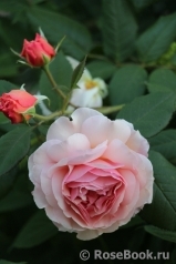 A Shropshire Lad