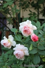 A Shropshire Lad