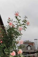 A Shropshire Lad