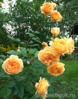 Crown Princess Margareta®