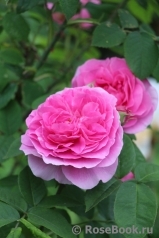 Gertrude Jekyll