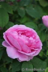 Gertrude Jekyll