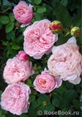 The Alnwick Rose