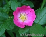 Rosa canina Kiese