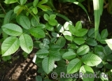 Rosa canina Kiese