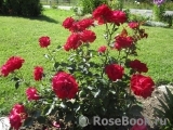 Kordes' Rose Bordeaux ®