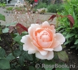 Ambridge Rose 