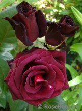 Black Baccara