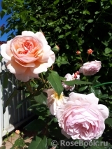 A Shropshire Lad