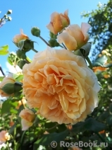 Crown Princess Margareta®