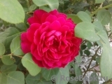 Sophy’s Rose 