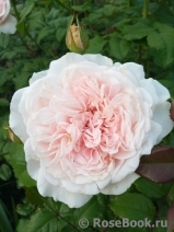 Rose de Tolbiac ®