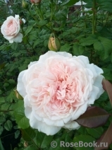 Rose de Tolbiac ®