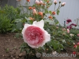 The Wedgwood Rose