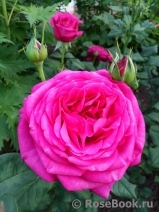 Johann Wolfgang von Goethe Rose®