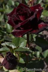 Black Baccara