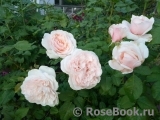 Rose de Tolbiac ®