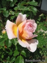 Abraham Darby