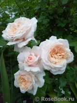 Rose de Tolbiac ®